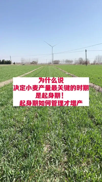 小麦起身期管理好，增产不是问题 #支持三农扶持三农发展 #农业技术推广