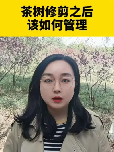 茶树修剪之后该如何管理#茶树管理技术与指导 #茶树种植 #茶树