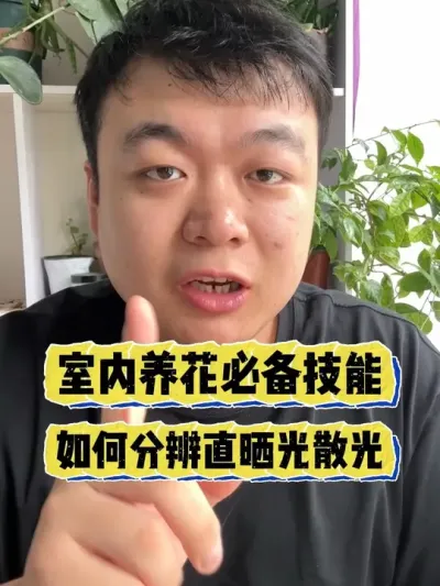 室内养花必备技能，如何分辨我们家里的直晒光，散射光。 #养花 #养花小知识 #花卉 #花卉绿植 #盆栽