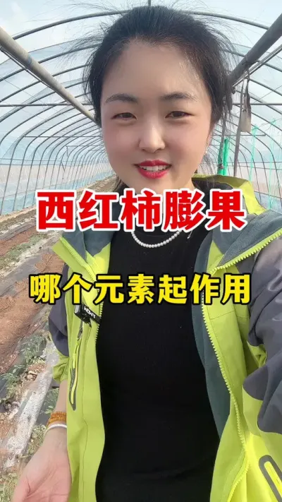 西红柿膨果到底哪个元素起作用？#西红柿种植 #西红柿种植技术
