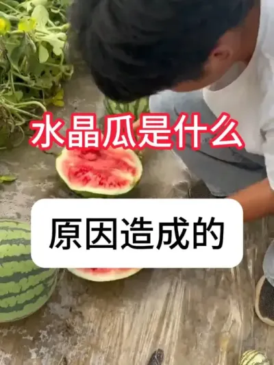 西瓜为什么出现水晶宫瓜？预防水晶瓜方法 #西瓜 #三农 #种植小技巧 #增产增收 #抖音助农