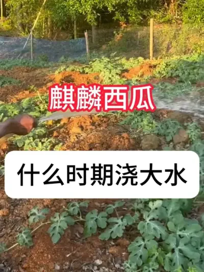 麒麟瓜什么时候浇大水最好 #西瓜 #肥料 #三农种植 #增产增收 #抖音助农