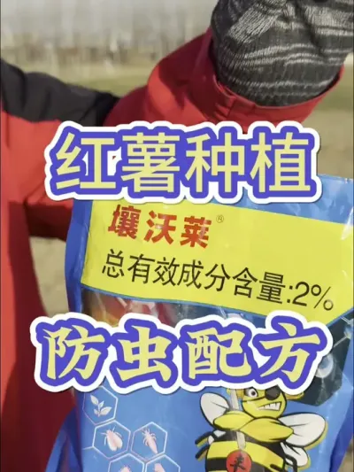 红薯种植防虫配方#红薯高产种植  #红薯高产  #红薯种植 #红薯防虫管理