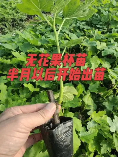 近期已经开始逐渐降低温度开始炼苗，以防无花果杯苗生长过快，只有健壮的苗子才能达到理想的成活率#耿记无花果种植专业合作社 #波姬红无花果树苗 #芭劳奈无花果树苗