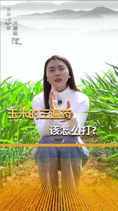 玉米的三遍药，该怎么打？#玉米种植 #玉米种植技术 #玉米种子 #三农 #抖音新农人