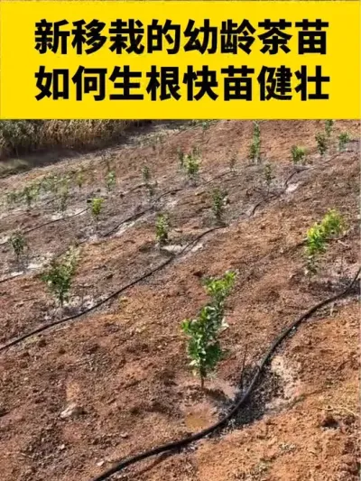 新移栽的幼龄茶苗如何生根快，茶苗枝条健壮#茶树 #茶树管理技术与指导 #茶苗