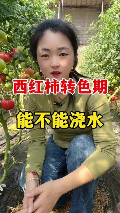 西红柿转色期能不能浇水？#西红柿种植 #西红柿种植技术