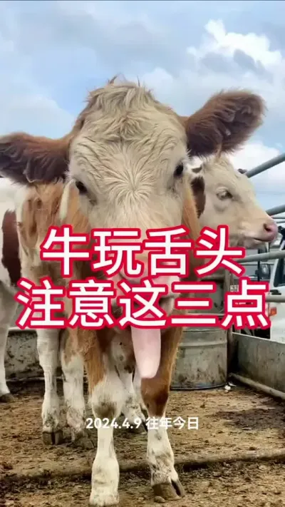 牛玩舌头注意这三点#养牛 #养牛人 #养牛技术 #农村养牛 #科学养牛