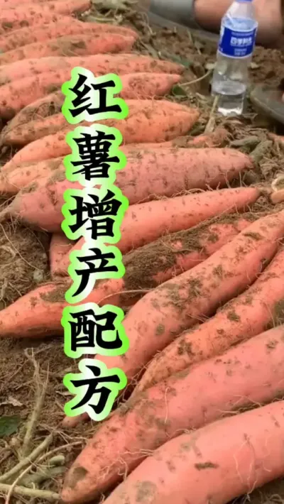 红薯增产配方 #红薯高产  #红薯高产种植  #红薯种植技术  #红薯种植口诀