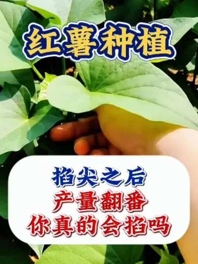 红薯掐了尖，产量翻两番 #红薯种植 #红薯高产 #红薯种植技术 #农业种植 #三农