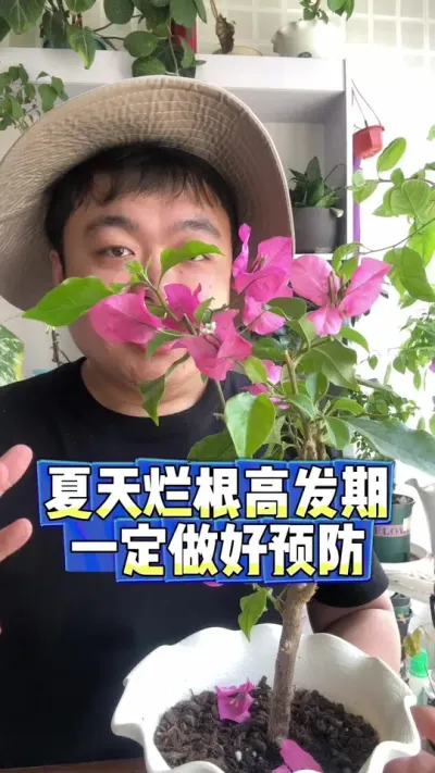 夏天高温高湿真的很容易烂根。 #养花 #养花小知识 #花卉 #花卉绿植 #盆栽