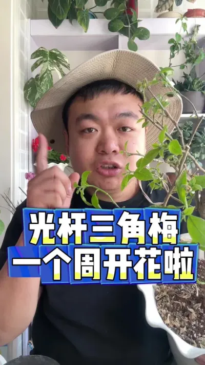 光杆三角梅，一个周开花啦。 #养花 #养花小知识 #花卉 #花卉绿植 #盆栽