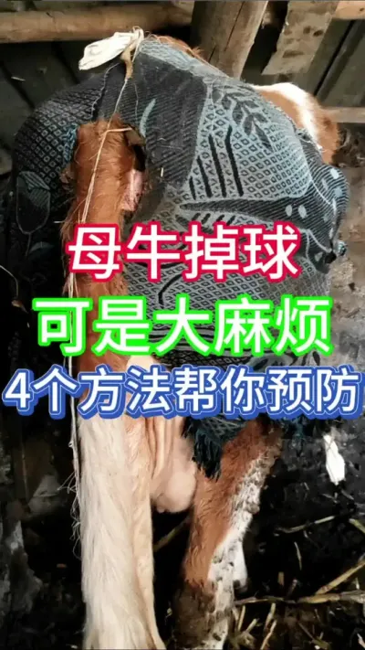 母牛掉球可是大麻烦，4个方法帮你做好预防#科学养牛 #养牛人 #农村养牛 #养牛 #养牛技术