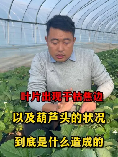 关于草莓出现焦边葫芦头现象#草莓种植管理技术和方法 #草莓🍓 #服务三农支持三农 #农业种植 #草莓