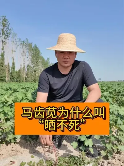 马齿苋为什么叫晒不死！ #新农人计划#记录我的农村生活 #新农人计划2025 #种植小技巧 #农民