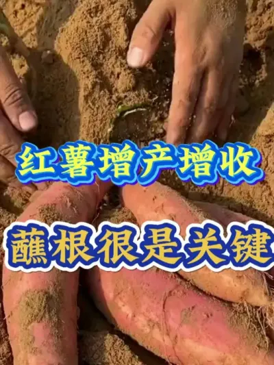 红薯增产增收蘸根是关键 #红薯种植  #红薯高产种植  #红薯高产  #红薯种植知识