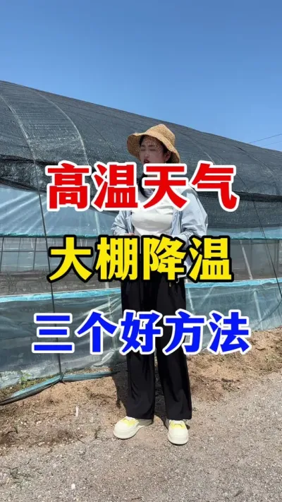 高温天气来临，分享大棚降温三个好方法#西红柿种植#西红柿种植技术