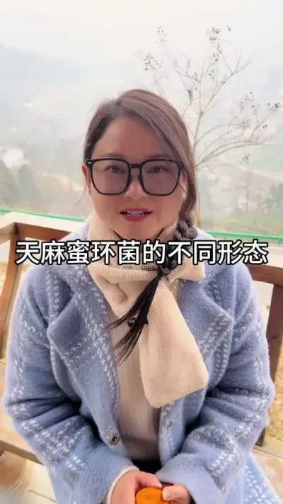 天麻蜜环菌的不同形态 #天麻种植#技术分享 #新农人计划 @抖音小助手