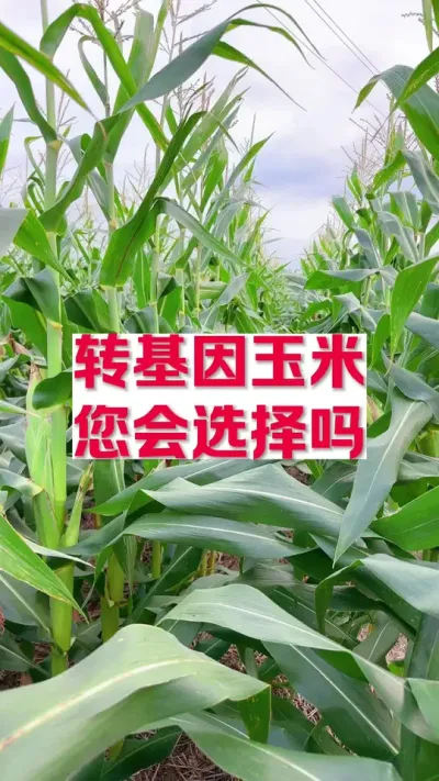 转基因玉米，您会选择哪 @#分享农业知识帮农民增产增收 #2024新农人计划 #支持三农扶持三农发展