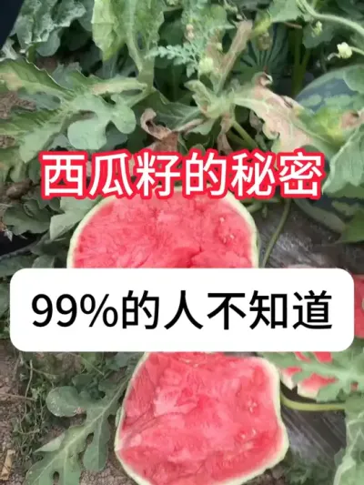 西瓜种植 西瓜黑籽、白籽和无籽的区别#西瓜种植 #农业种植 #西瓜 #抖音助农 #真赞农业