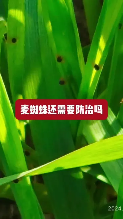 麦蜘蛛还需要防治吗。#2024新农人计划 #分享农业知识帮农民增产增收 #支持三农扶持三农发展