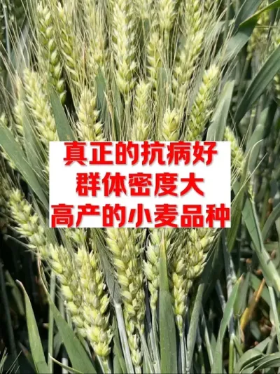 真抗病，高抗倒，大穗泊麦7号 #农作物 #三农种植 #麦子