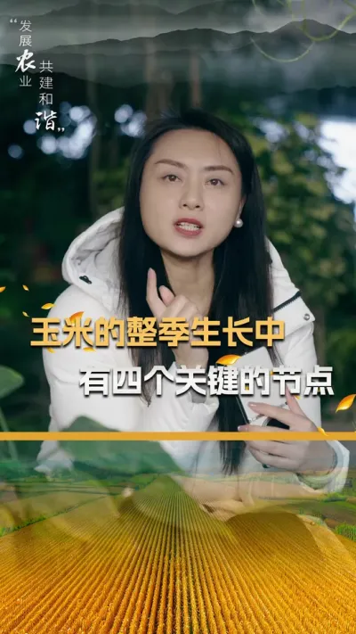 玉米整季生长中有四个关键的节点#玉米种植技术 #玉米种植 #玉米种子 #三农 #抖音新农人