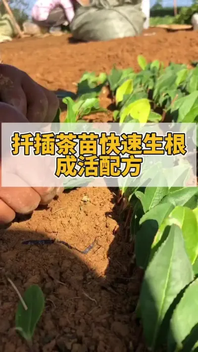扦插茶苗快速生根成活配方#茶树 #茶苗 #茶树种植
