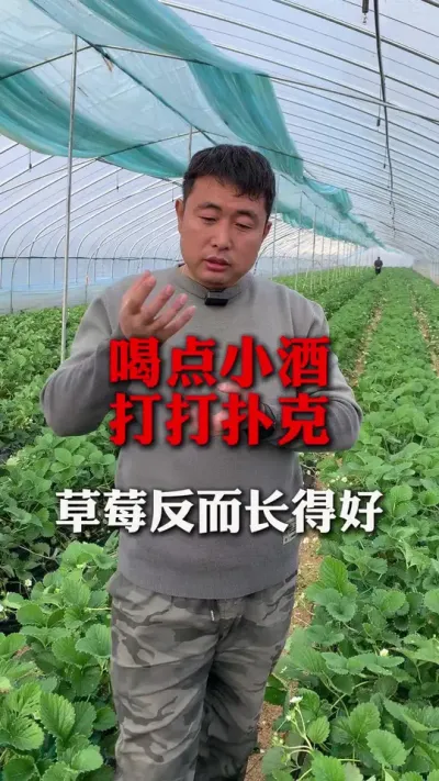 喝小酒，打扑克也能种好草莓#草莓种植 #分享农业知识帮农民增产增收 #草莓种植管理技术和方法 #打农药的草莓能不能吃