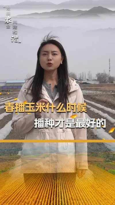 春播玉米什么时候播种才是最好的#玉米种子 #玉米种植 #玉米种植技术 #三农 #抖音新农人
