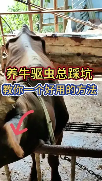 养牛驱虫总踩坑，教你一个好用的方法#养牛人 #农村养牛 #科学养牛 #牛羊驱虫 #西门塔尔