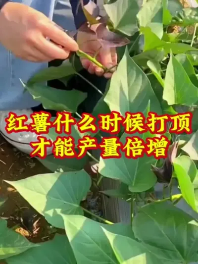 红薯什么时候打顶才能产量倍增#红薯高产种植  #红薯高产  #红薯种植 #红薯种植管理