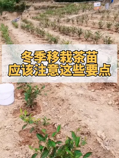 冬季移栽茶苗应该注意这些要点#茶树 #茶树管理技术与指导 #茶树种植
