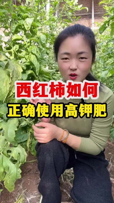 种植西红柿到底什么时候开始用高钾肥 #西红柿种植 #西红柿种植技术