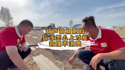 怎么样才能合理上肥不浪费 #丰向标#食葵种植 #张老师服务记#葫芦种植管理技术