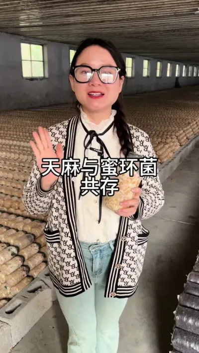 天麻与蜜环菌共存 天麻与蜜环菌是如何共生结合的呢？它需要具备一定条件才能实现。一般天麻生长茂盛时期，新生块茎是不能被蜜环菌侵入的。而蜜环菌也只有在自身幼嫩、菌索呈白色或棕红色时才能侵入天麻块茎，衰老的