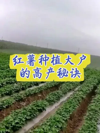 红薯种植大户的高产秘诀#红薯高产种植  #红薯高产  #红薯种植 #红薯种植管理