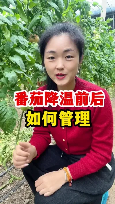 大降温了番茄应该如何管理？ #西红柿种植技术 #西红柿种植