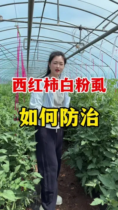 西红柿白粉虱该如何防治？ #西红柿种植#西红柿种植技术