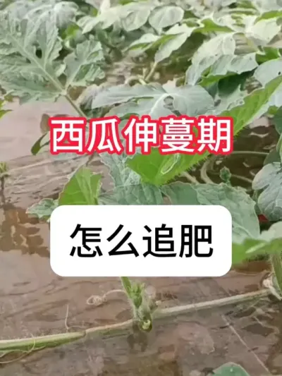 西瓜伸蔓期怎么追肥？注意事项有哪些 #西瓜 #三农 #农业种植 #增产增收 #抖音助农