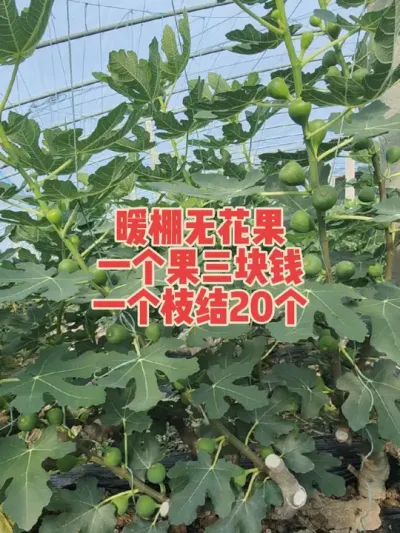 老耿喜欢踏踏实实脚踏实地的做事，静下心来把无花果种植吃透做好，吹牛逼的活咱真不会干 #耿记无花果种植专业合作社 #无花果树苗 #暖棚无花果