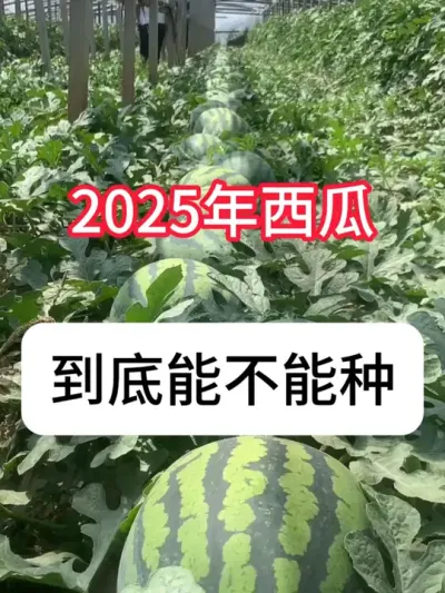 西瓜种植 2025年西瓜，到底能不能种？要分不同的产区#大棚西瓜#农业种植#新农人计划#真赞农业#西瓜