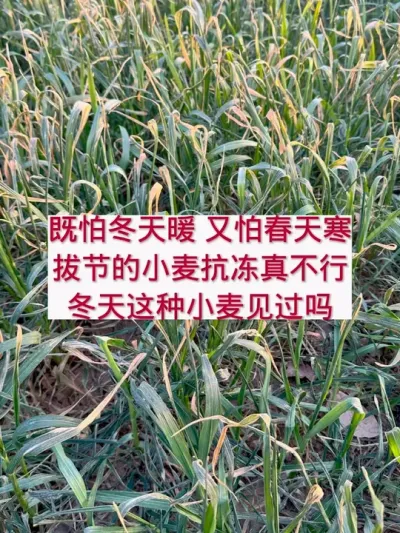 冬天拔节的麦子抗冻吗 #支持三农扶持三农发展 #2024新农人计划 #分享农业知识帮农民增产增收