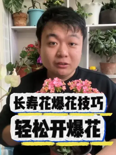 长寿花的爆花养护小技巧 学会真的随便养好长寿花。#养花小知识 #花卉 #盆栽 #养花 #花卉绿植