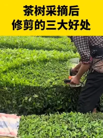 茶树采摘后修剪的三大好处#茶树 #茶树管理技术与指导 #茶树种植