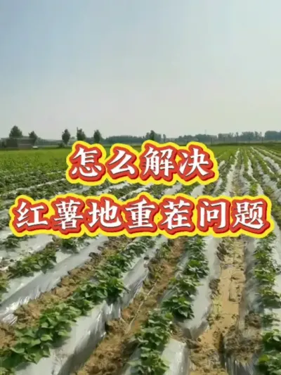 红薯地重茬怎么解决#红薯高产种植  #红薯高产  #红薯种植 #红薯种植管理