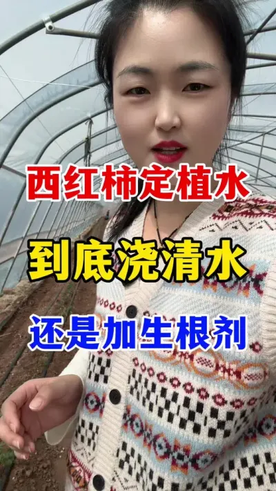 西红柿定植水到底是浇清水还是加生根剂呢#西红柿种植 #西红柿种植技术