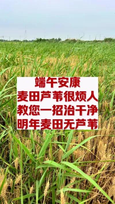 麦田芦苇如何一招去除，不伤小麦 #农业种植 #农技知识分享 #农业小知识分享 #分享农业小知识 #每天分享农业知识