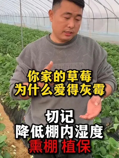 关于草莓灰霉病的防治#草莓种植 #农业种植 #服务三农支持三农 #草莓🍓 #种植小技巧