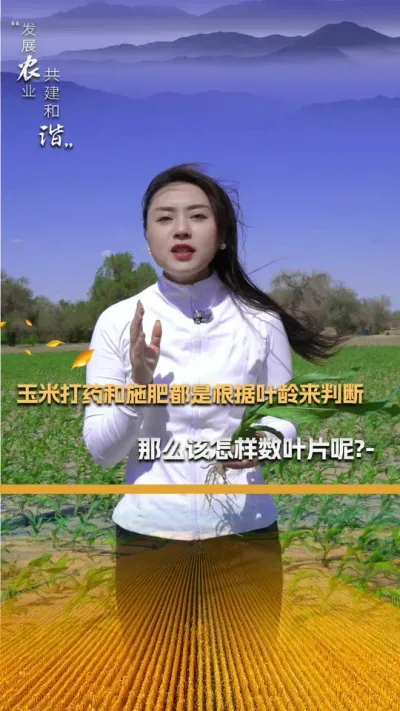 玉米叶龄如何确定呢？#玉米种植 #玉米种植技术 #玉米种子 #三农 #抖音新农人